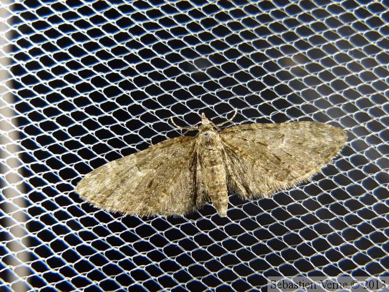 Eupithecia abbreviata.JPG