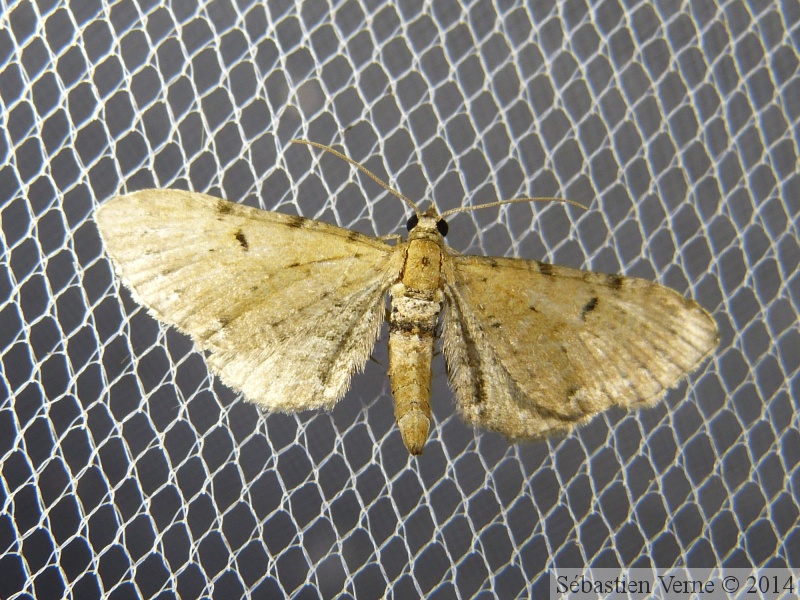 Eupithecia absinthiata 2.jpg