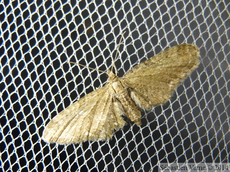 Eupithecia vulgata 1.jpg