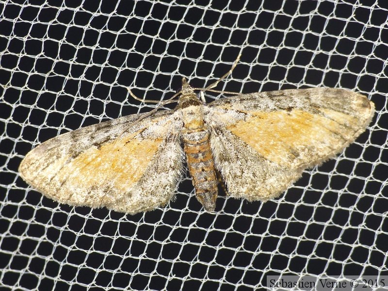 Eupithecia icterata 1.jpg
