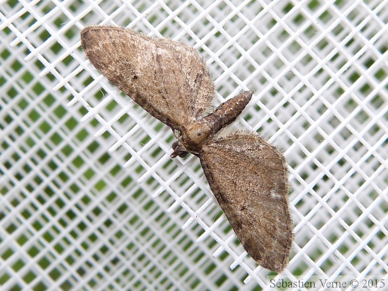 Eupithecia vulgata 1.jpg