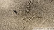Dune fossile de Ghyvelde - 09/04/2011