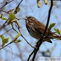 Bruant fauve - Fox sparrow - Passerella iliaca