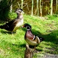 Canard carolin, mâle à droite, femelle à gauche - Wood duck - Aix sponsa