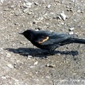 Carouge à épaulettes, mâle - Red-winged blackbird - Agelaius phoeniceus