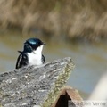 Hirondelle bicolore, mâle - Tree swallow - Tachycineta bicolor