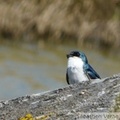 Hirondelle bicolore, mâle - Tree swallow - Tachycineta bicolor