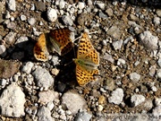 Petit nacré, femelle à gauche, mâle à droite - Issoria lathonia
