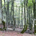 Forêt de hêtres