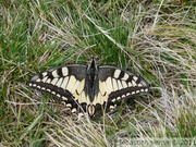 Papilio machaon, Machaon