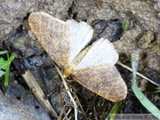 L'hibernie défeuillante, Erannis defoliaria, mâle