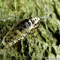 L'hibernie défeuillante, Erannis defoliaria, femelle
