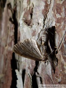 Cheimatobie hiémale (ou phalène brumeuse), Operophtera brumata, accouplement