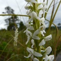 Platanthera dilatata, wild bog orchid, Petersburg, Alaska