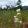 Platanthera dilatata, wild bog orchid, Petersburg, Alaska
