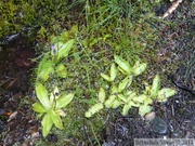 Pinguicula vulgaris, Common butterwort, Grassette commune, au dessus du Mendenhall glacier, Juneau, Alaska