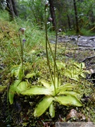 Pinguicula vulgaris, Common butterwort, Grassette commune, au dessus du Mendenhall glacier, Juneau, Alaska