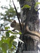 Tamiasciurus hudsonicus, Red squirrel, Écureuil roux, Whitehorse, Yukon américain 