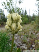 Oxytropis maydelliana, Maydell's oxytrope, Oxytropis de Maydell, Tombstone Park, Dempster Highway, Yukon