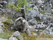 Marmota caligata, Hoary Marmot, Marmotte des Rocheuses, Grizzly Lake Trail, Tombstone Park, Yukon