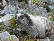 Marmota caligata, Hoary Marmot, Marmotte des Rocheuses, Grizzly Lake Trail, Tombstone Park, Yukon