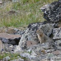 Spermophilus parryii, Arctic ground squirrel, Ecureuil terrestre arctique, Grizzly Lake, Tombstone Park, Yukon