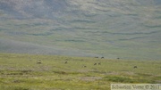Rangifer tarandus, Caribous, Dempster Highway, Yukon