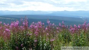 Epilobium angustifolium, Fireweeds, Épilobe à feuilles étroites, devant la chaîne de montagnes Ogilvie, Dempster Highway, Yukon
