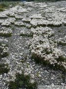 Eriophorum sp., Cotton-grass, Linaigrette, Dempster Highway, Yukon