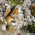 Spermophilus parryii, Arctic ground squirrel, Ecureuil terrestre arctique, Angelcomb Peak trail, Parc Tombstone, Dempster Highway, Yukon
