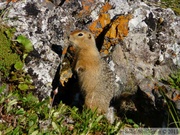 Spermophilus parryii, Arctic ground squirrel, Ecureuil terrestre arctique, Angelcomb Peak trail, Parc Tombstone, Dempster Highway, Yukon