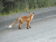 Vulpes vulpes (cross phase), Red fox, Renard roux, Parc Tombstone, Dempster Highway, Yukon