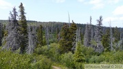 Auriol trail, Kluane Park, Yukon
