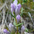 Gentianella propinqua, Auriol trail, Kluane Park, Yukon