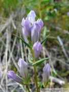 Gentianella propinqua, Auriol trail, Kluane Park, Yukon