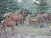 Cervus canadensis, Elks, Wapitis, Alaska Highway, west of Whitehorse, Yukon