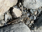 Camnula pellucida, Clear-winged Grasshopper, pointe sud du Lac Kluane, Alaska Highway, Yukon