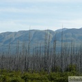 Zone brûlée, Alaska Highway, ouest du lac Kluane, Yukon