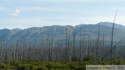 Zone brûlée, Alaska Highway, ouest du lac Kluane, Yukon