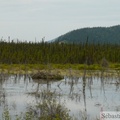Castor canadensis, American beaver, castor américain, nid, Beaver Creek, Alaska Highway, Yukon