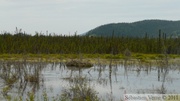 Castor canadensis, American beaver, castor américain, nid, Beaver Creek, Alaska Highway, Yukon