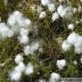 Eriophorum sp., Cotton-grass, Linaigrette, Hidden Lake Trail, Tetlin wildlife refuge, Alaska