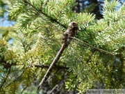Aeshna sitchensis, Zigzag Darner, Æschne à zigzags, femelle, Hidden Lake Trail, Tetlin wildlife refuge, Alaska
