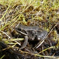 Rana sylvatica, Wood frog, Grenouille des bois, Hidden Lake Trail, Tetlin wildlife refuge, Alaska