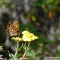 Boloria chariclea, Arctic Fritillary, Hidden Lake Trail, Tetlin wildlife refuge, Alaska