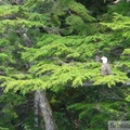 Haliaeetus leucocephalus, Bald eagle, Pygargue à tête blanche, Prince William sound cruise, Alaska