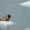 Phoca vitulina, Harbor seal, Phoque commun, Meares glacier, Prince William sound cruise, Alaska