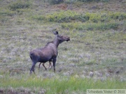 Alces alces, moose, élan, Denali Highway, Alaska