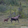 Alces alces, moose, élan, Denali Highway, Alaska