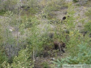 Ursus arctos horribilis, Grizzly, Denali Park, Alaska